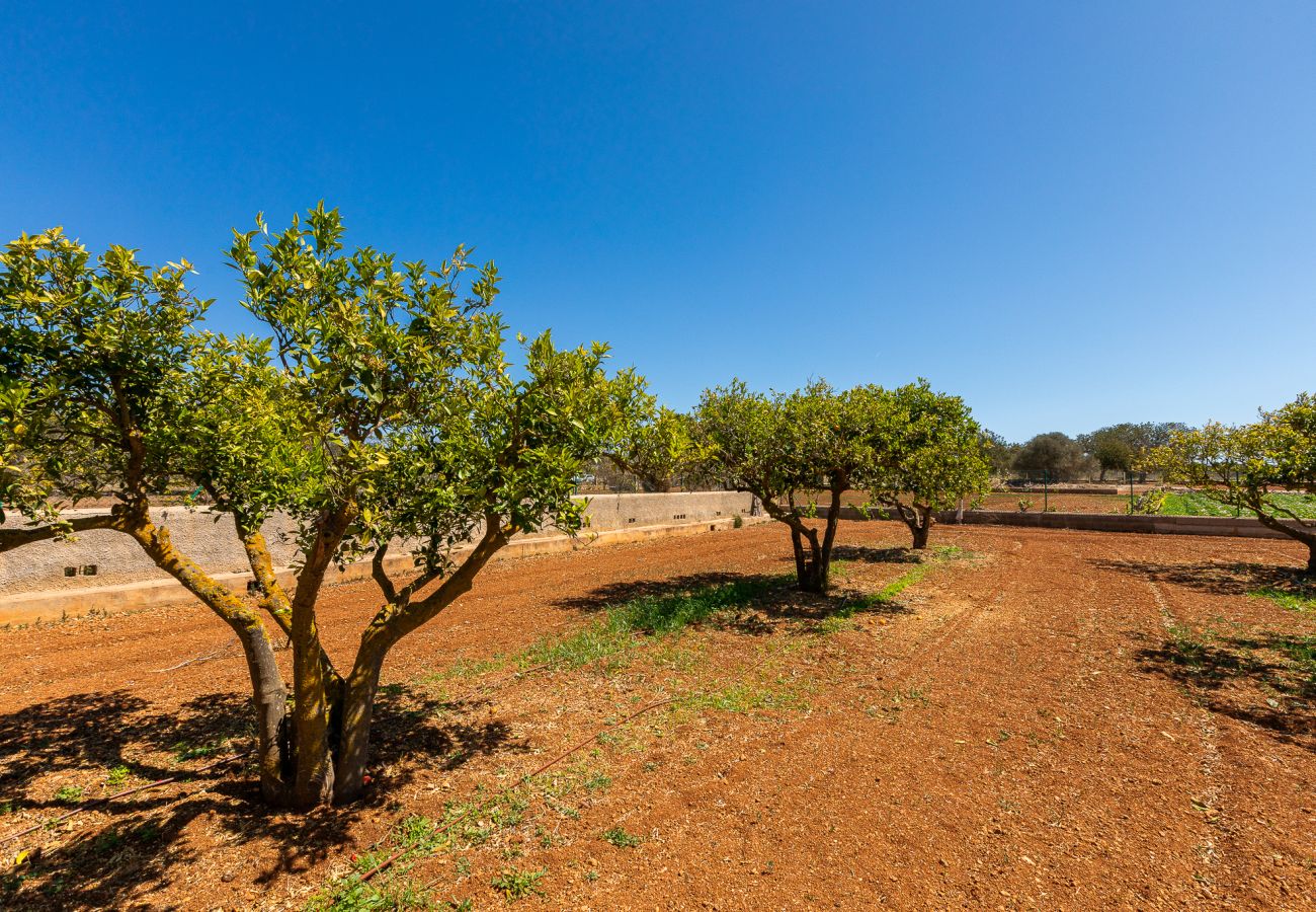 Villa en Santa Eulalia del Río - Villa Guasch